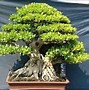 Bonsai Beringin Kimeng Juara